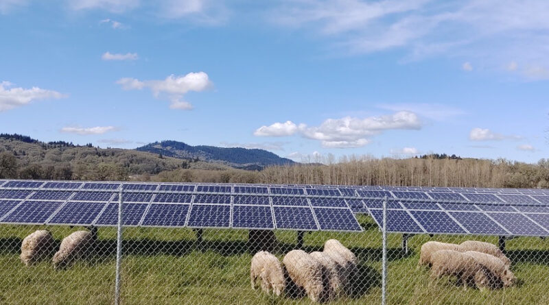 sheep and solar